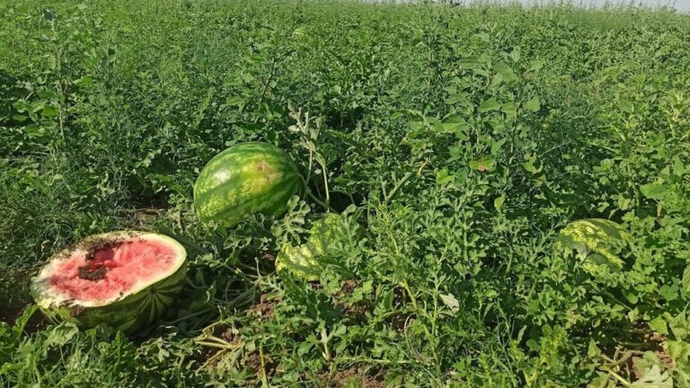 Фермери Херсонщини втратили значну частину врожаю кавунів