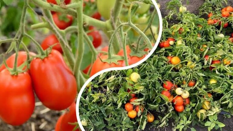 Фермери Миколаївщини продають томати по 10-12 грн за кг: чи є прибуток
