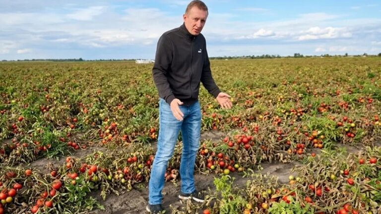 На Миколаївщині пропадає врожай томатів через проблеми зі збутом