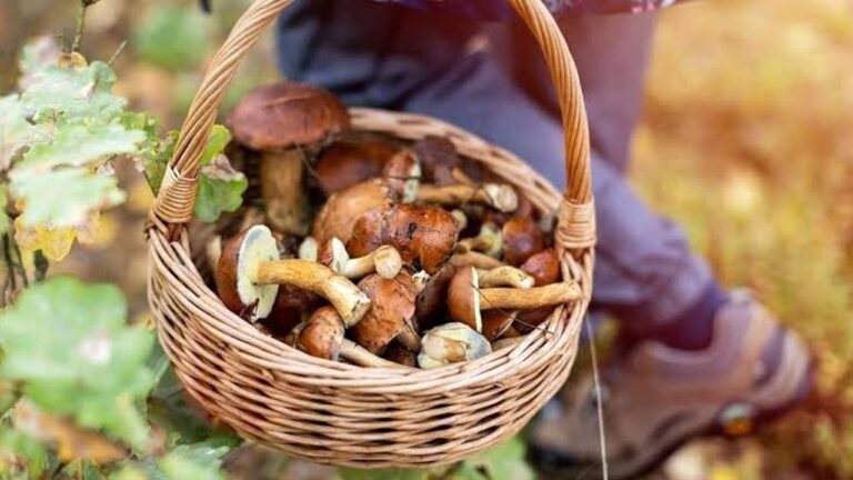 На Миколаївщині зафіксували новий випадок отруєння грибами: що відомо